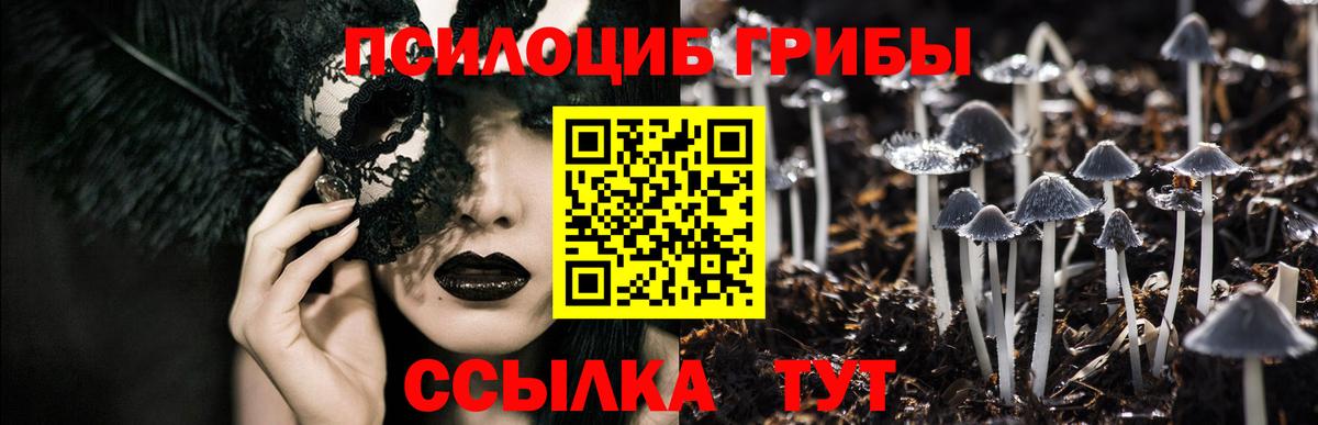 Галлюциногенные грибы Psilocybe Торжок